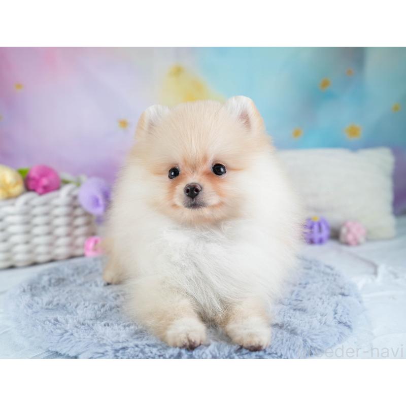 販売中の埼玉県のポメラニアン-433331の8枚目