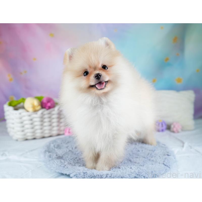 販売中の埼玉県のポメラニアン-433331の7枚目