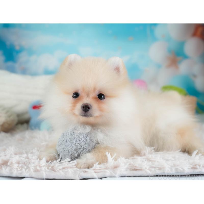 販売中の埼玉県のポメラニアン-433331の6枚目