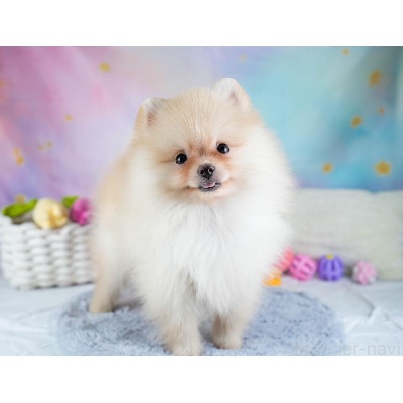 販売中の埼玉県のポメラニアン-433331の5枚目