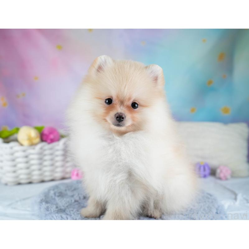 販売中の埼玉県のポメラニアン-433331の4枚目