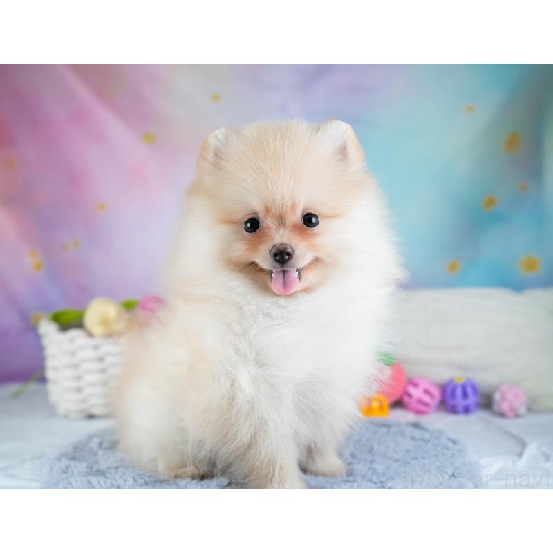 販売中の埼玉県のポメラニアン-433331の3枚目