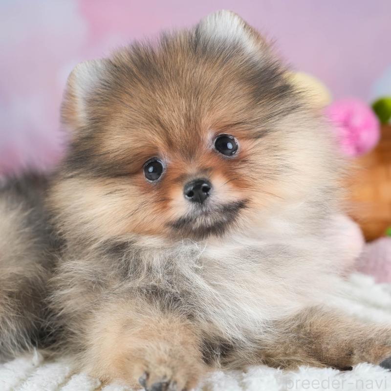 販売中の埼玉県のポメラニアン-433329