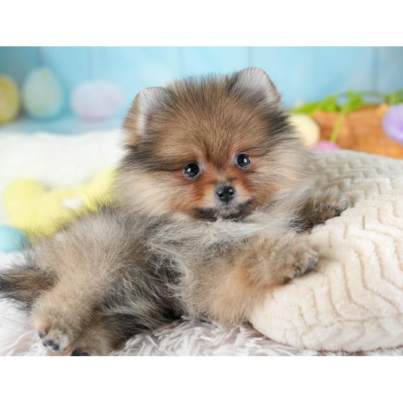 販売中の埼玉県のポメラニアン-433329の11枚目