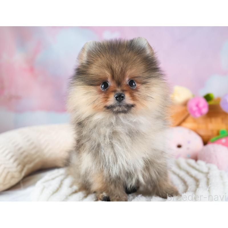 販売中の埼玉県のポメラニアン-433329の10枚目