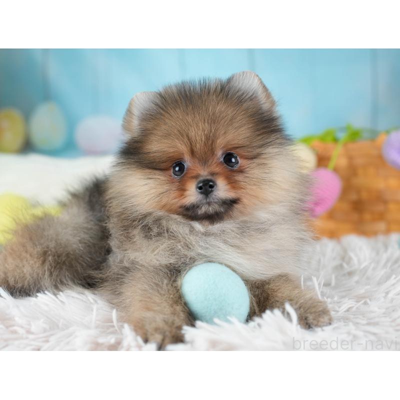 販売中の埼玉県のポメラニアン-433329の9枚目