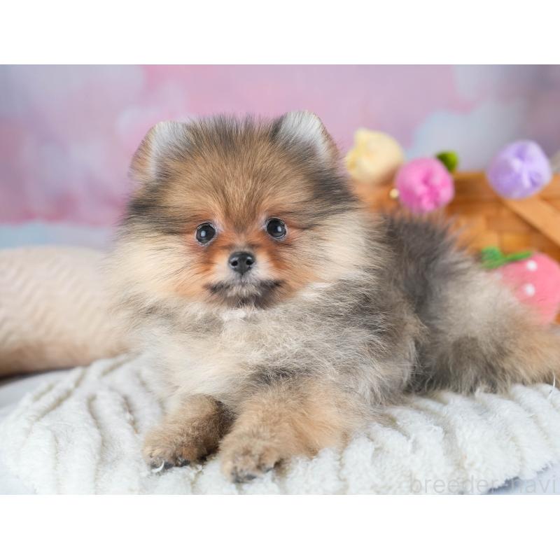 販売中の埼玉県のポメラニアン-433329の8枚目