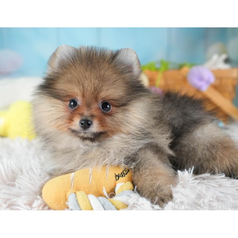 販売中の埼玉県のポメラニアン-433329の7枚目