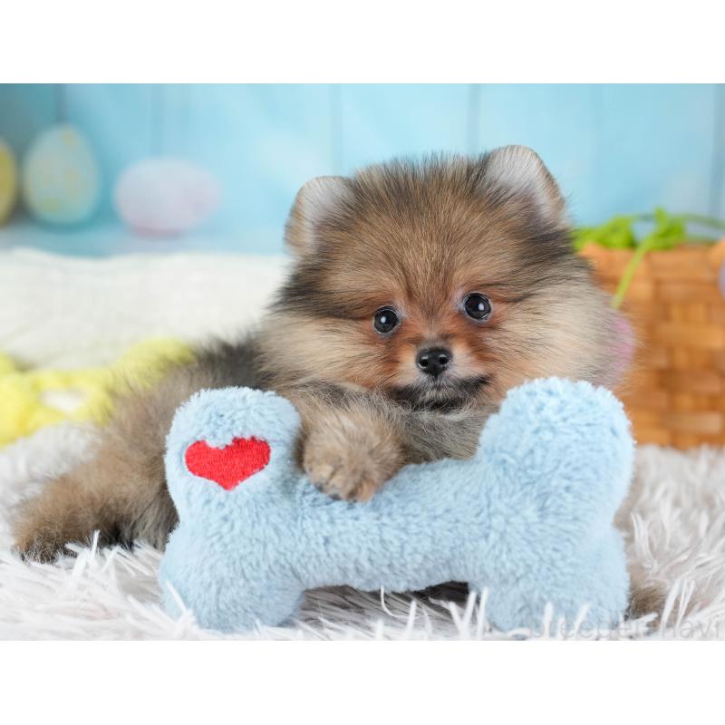 販売中の埼玉県のポメラニアン-433329の6枚目