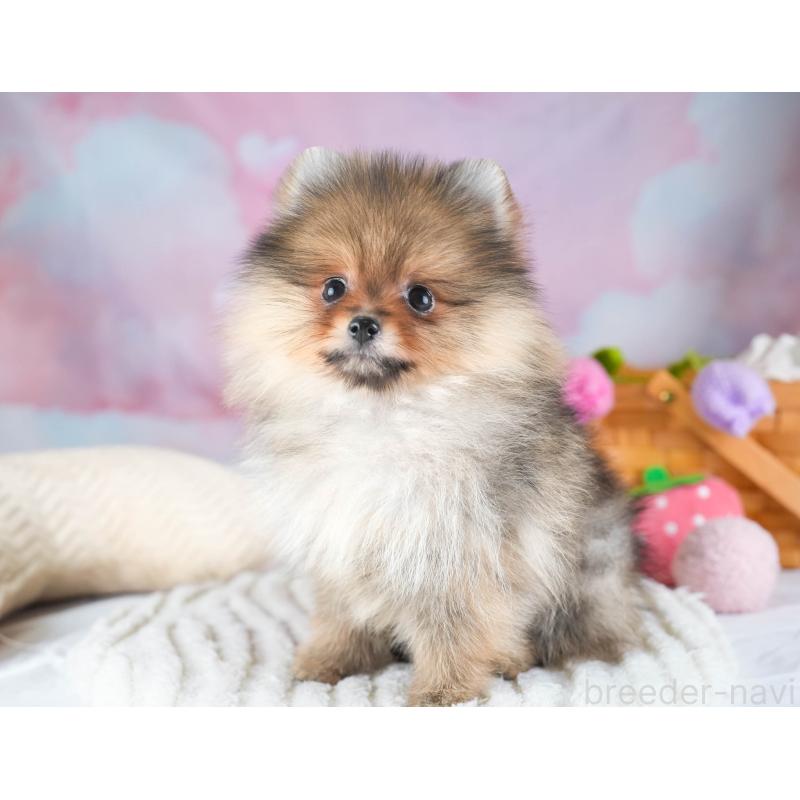 販売中の埼玉県のポメラニアン-433329の5枚目