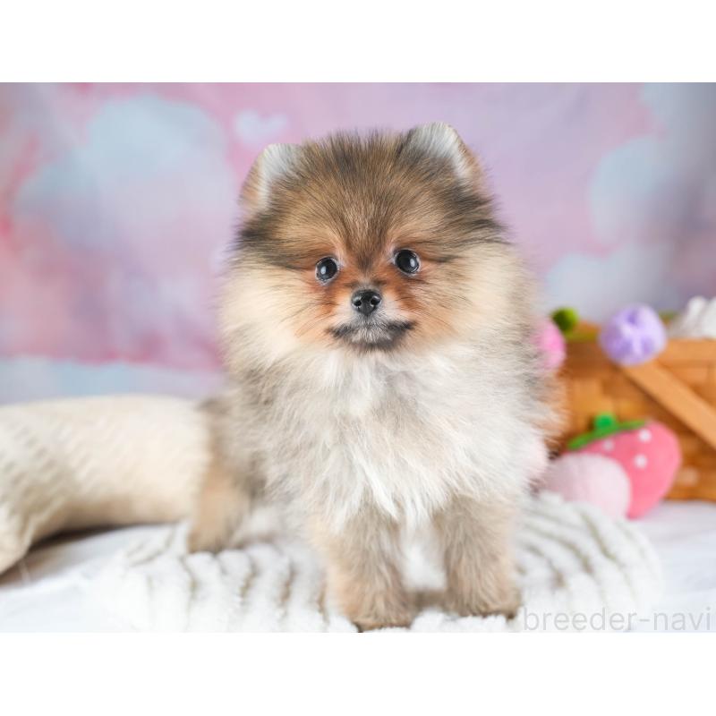 販売中の埼玉県のポメラニアン-433329の4枚目