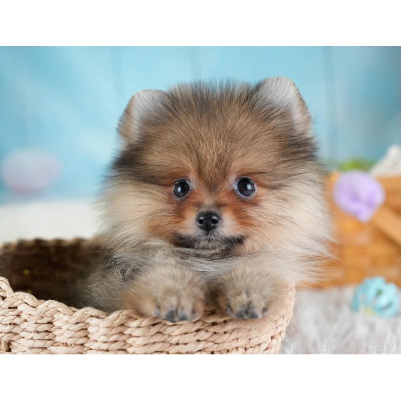 販売中の埼玉県のポメラニアン-433329の3枚目