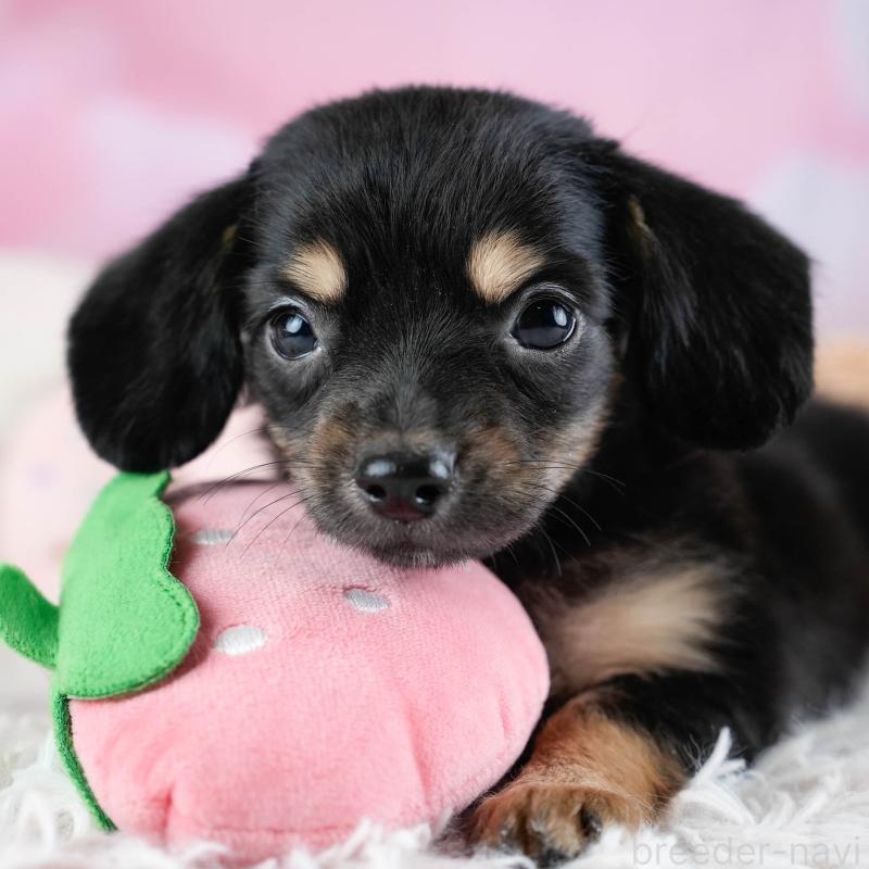 販売中の埼玉県のチワックス:チワワ×ミニチュアダックスフンド-433328の1枚目