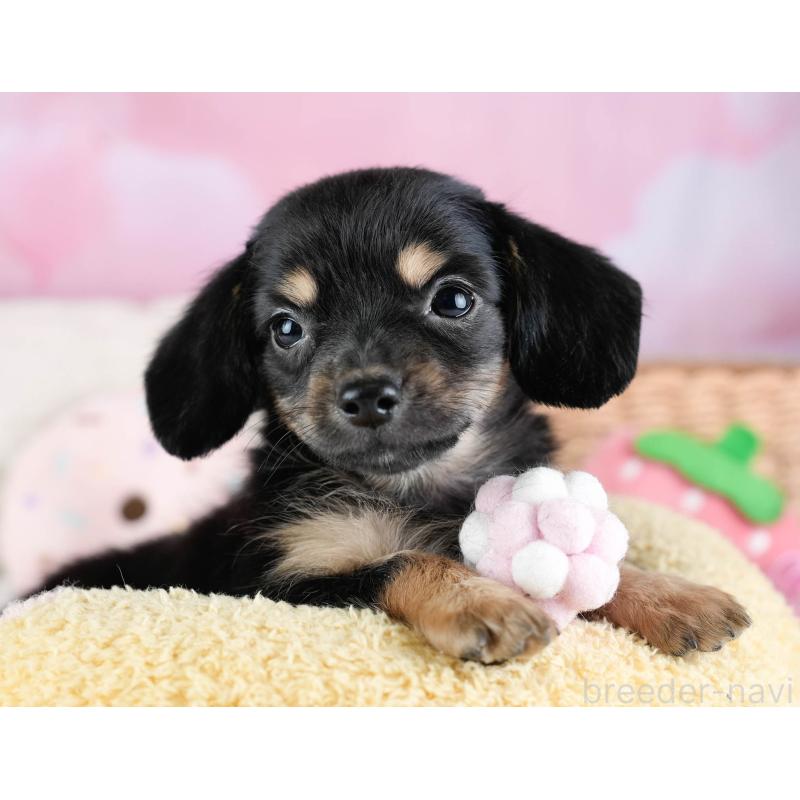 販売中の埼玉県のチワックス:チワワ×ミニチュアダックスフンド-433328の11枚目