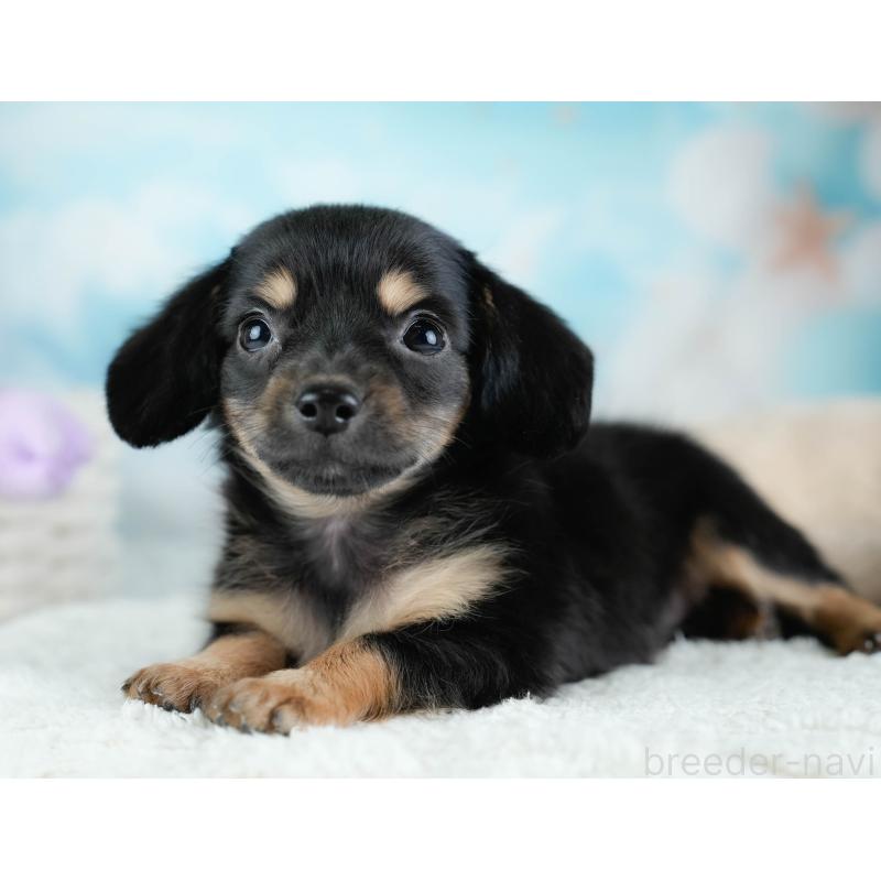 販売中の埼玉県のチワックス:チワワ×ミニチュアダックスフンド-433328の10枚目