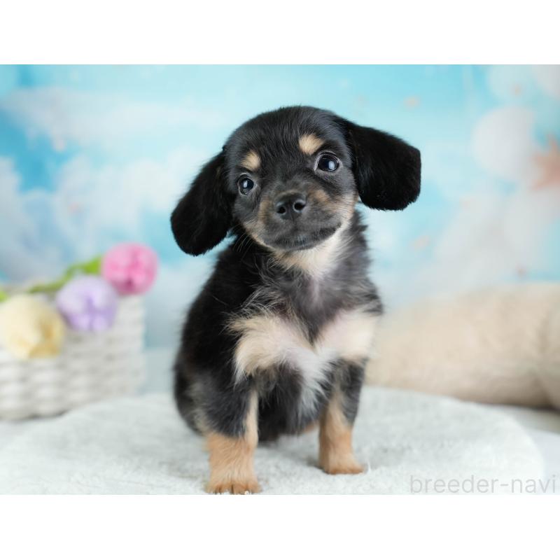 販売中の埼玉県のチワックス:チワワ×ミニチュアダックスフンド-433328の9枚目