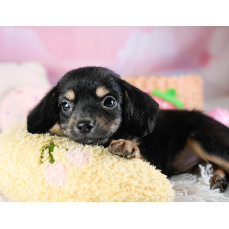 販売中の埼玉県のチワックス:チワワ×ミニチュアダックスフンド-433328の8枚目