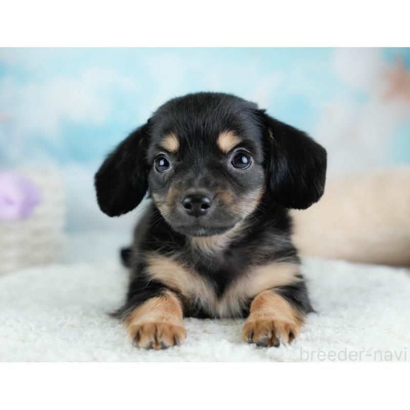 販売中の埼玉県のチワックス:チワワ×ミニチュアダックスフンド-433328の7枚目