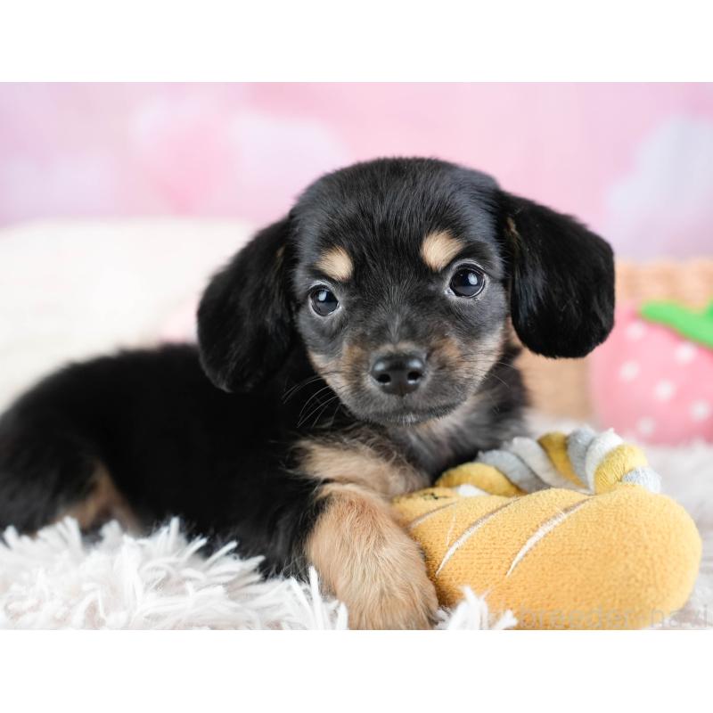 販売中の埼玉県のチワックス:チワワ×ミニチュアダックスフンド-433328の6枚目