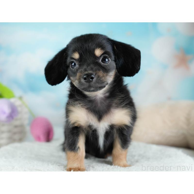 販売中の埼玉県のチワックス:チワワ×ミニチュアダックスフンド-433328の5枚目