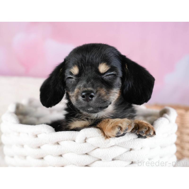 販売中の埼玉県のチワックス:チワワ×ミニチュアダックスフンド-433328の4枚目