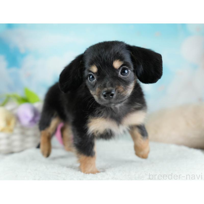 販売中の埼玉県のチワックス:チワワ×ミニチュアダックスフンド-433328の3枚目