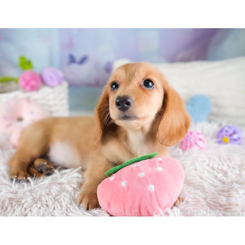 販売中の埼玉県のミニチュアダックスフンド(ロングヘアード)-433326の11枚目