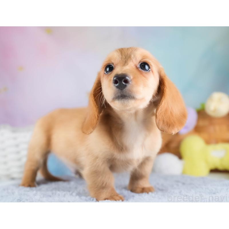 販売中の埼玉県のミニチュアダックスフンド(ロングヘアード)-433326の10枚目