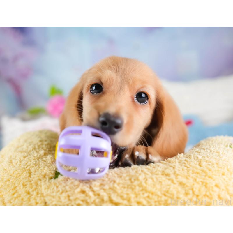 販売中の埼玉県のミニチュアダックスフンド(ロングヘアード)-433326の9枚目