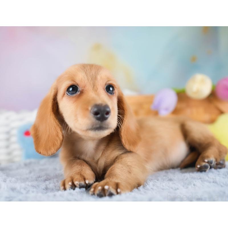 販売中の埼玉県のミニチュアダックスフンド(ロングヘアード)-433326の8枚目