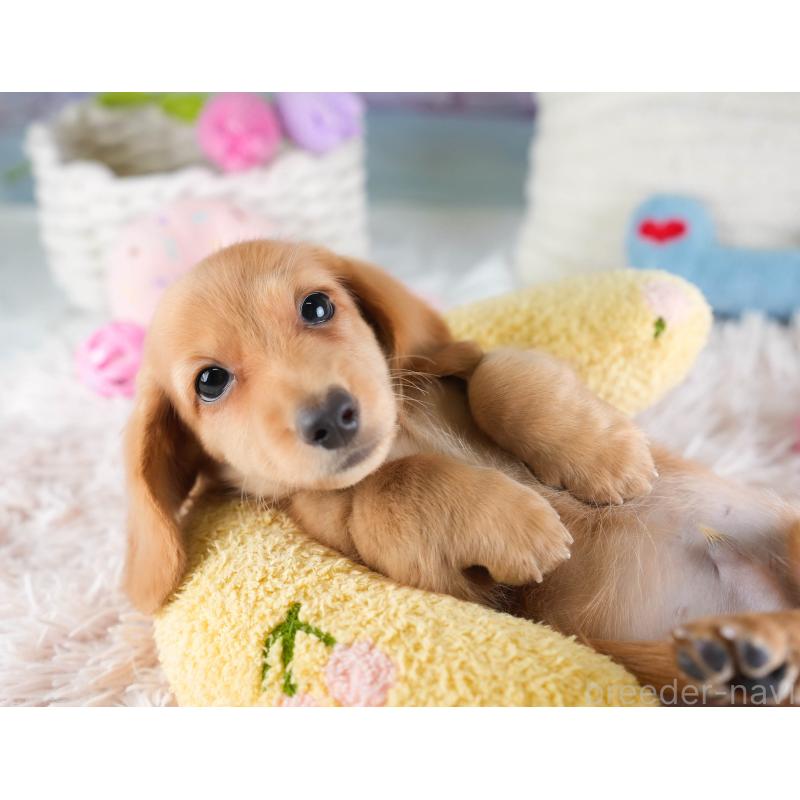 販売中の埼玉県のミニチュアダックスフンド(ロングヘアード)-433326の7枚目