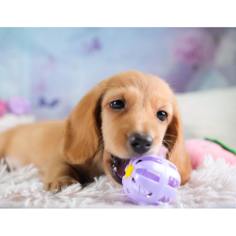 販売中の埼玉県のミニチュアダックスフンド(ロングヘアード)-433326の6枚目