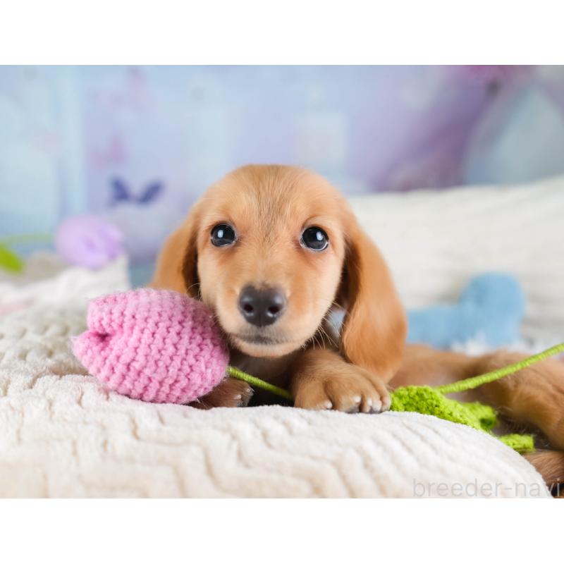 販売中の埼玉県のミニチュアダックスフンド(ロングヘアード)-433326の5枚目