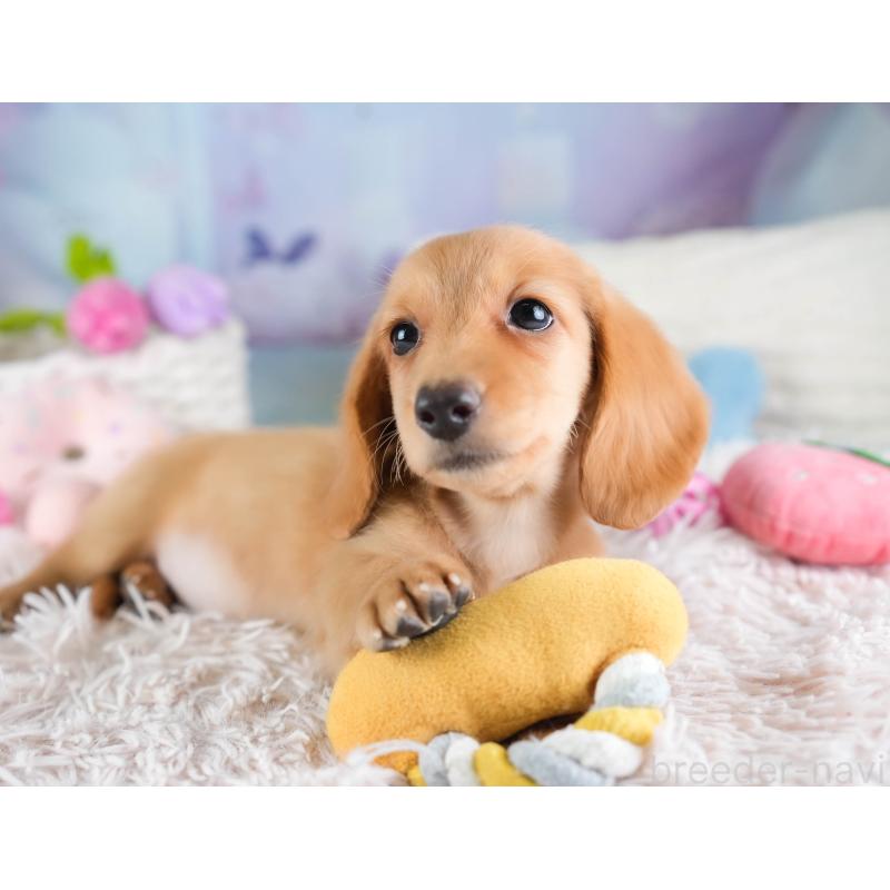 販売中の埼玉県のミニチュアダックスフンド(ロングヘアード)-433326の4枚目