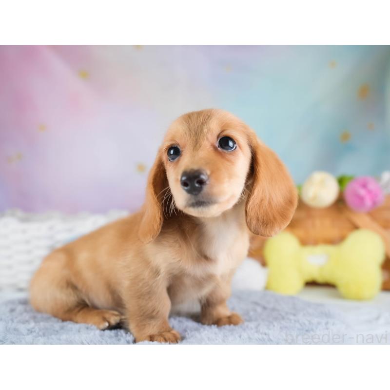 販売中の埼玉県のミニチュアダックスフンド(ロングヘアード)-433326の3枚目