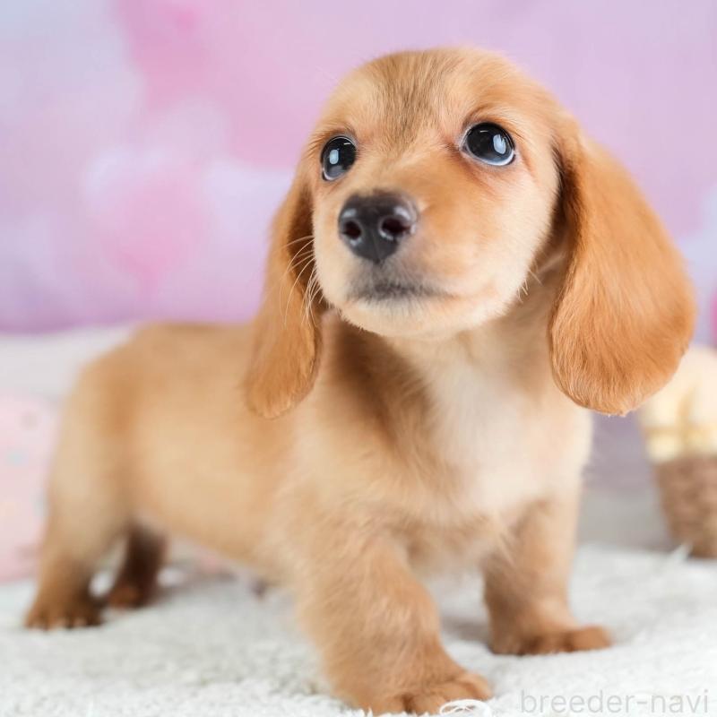 販売中の埼玉県のミニチュアダックスフンド(ロングヘアード)-433324の1枚目