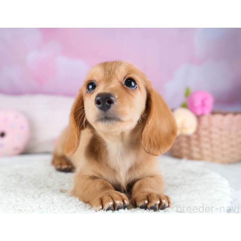 販売中の埼玉県のミニチュアダックスフンド(ロングヘアード)-433324の10枚目