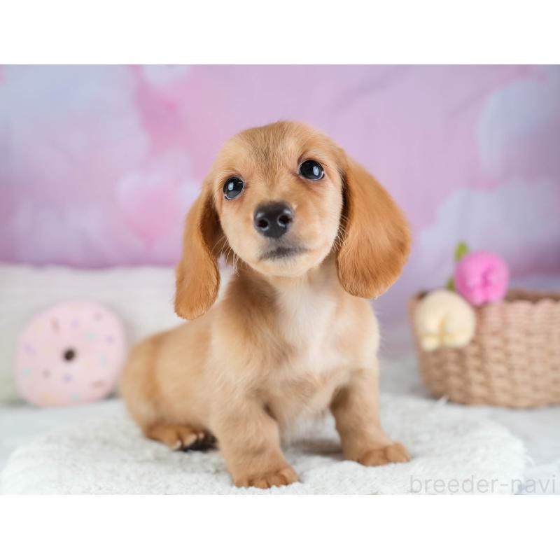 販売中の埼玉県のミニチュアダックスフンド(ロングヘアード)-433324の9枚目