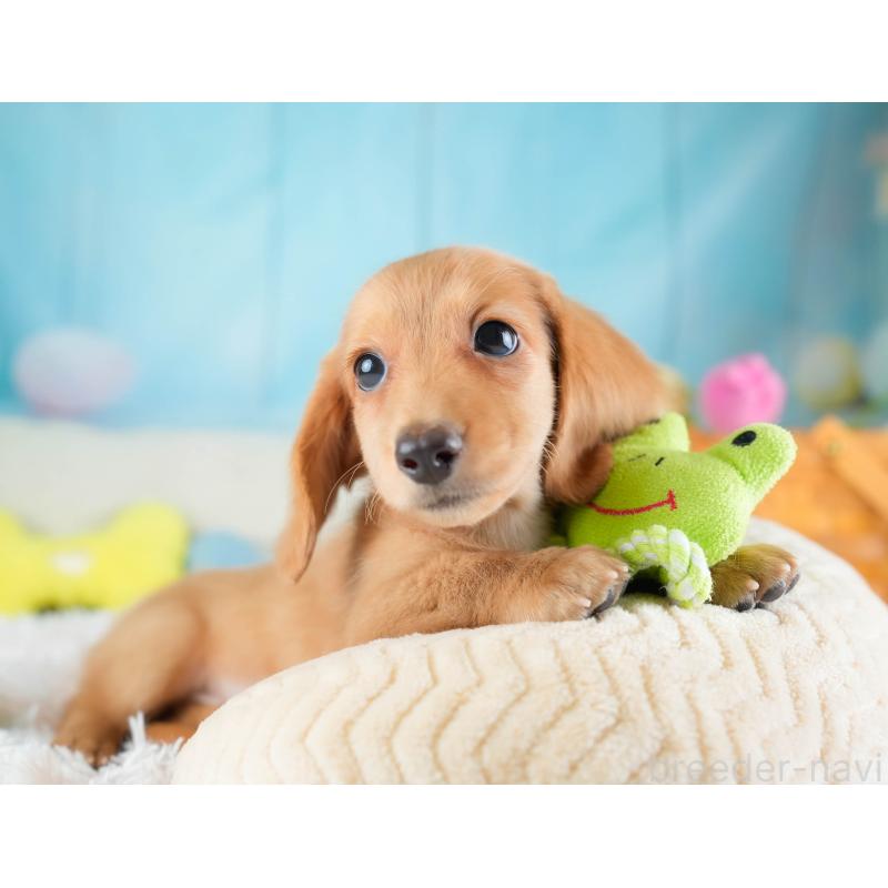 販売中の埼玉県のミニチュアダックスフンド(ロングヘアード)-433324の8枚目