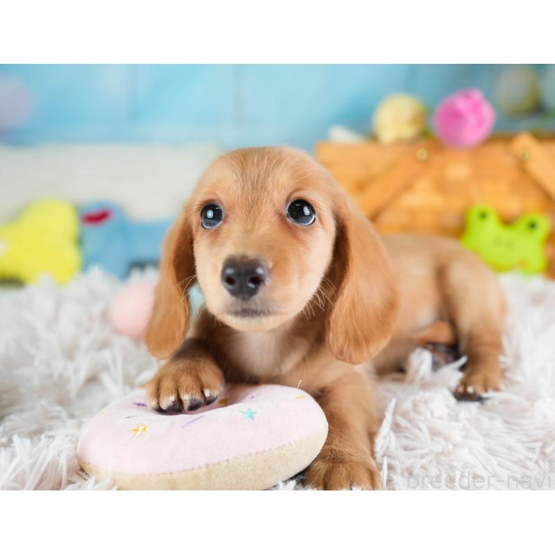 販売中の埼玉県のミニチュアダックスフンド(ロングヘアード)-433324の7枚目