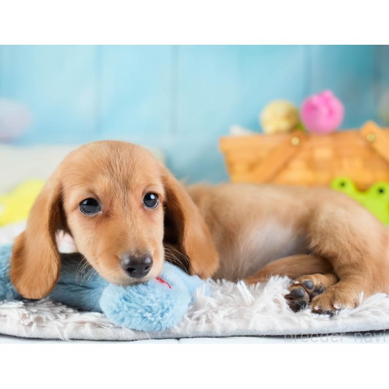 販売中の埼玉県のミニチュアダックスフンド(ロングヘアード)-433324の6枚目