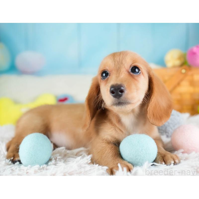 販売中の埼玉県のミニチュアダックスフンド(ロングヘアード)-433324の5枚目