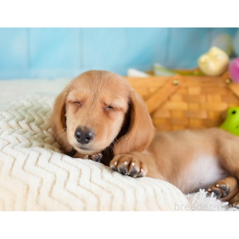 販売中の埼玉県のミニチュアダックスフンド(ロングヘアード)-433324の4枚目