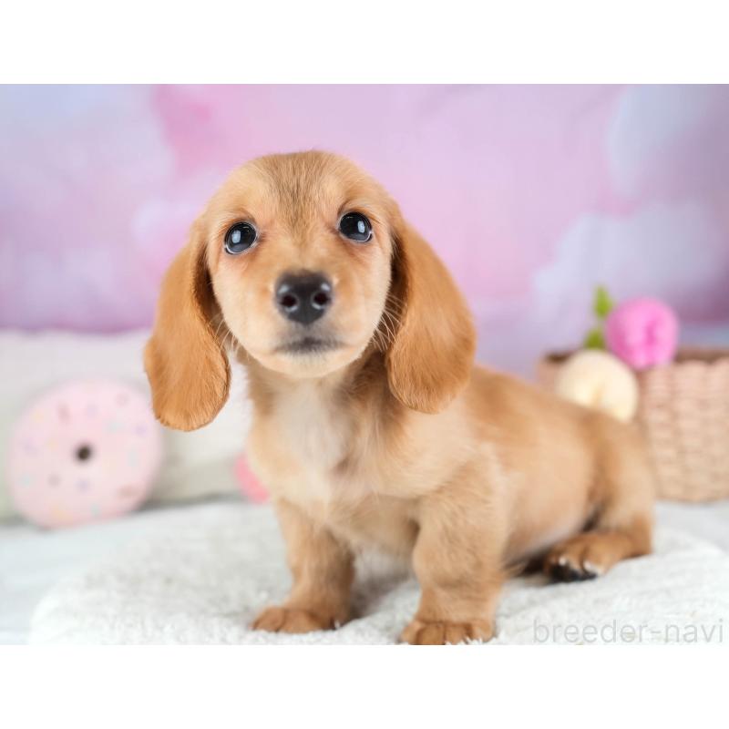 販売中の埼玉県のミニチュアダックスフンド(ロングヘアード)-433324の3枚目