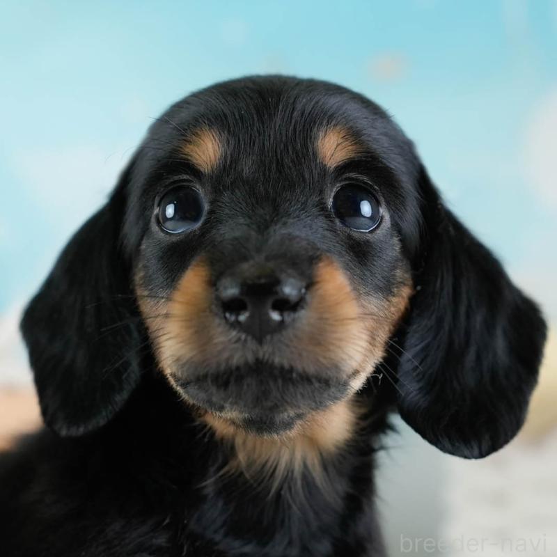 販売中の埼玉県のカニンヘンダックスフンド(ロングヘアード)-433321の1枚目