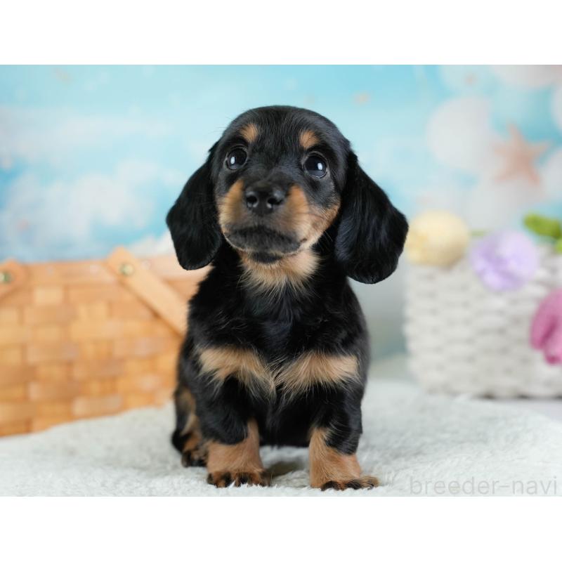 販売中の埼玉県のカニンヘンダックスフンド(ロングヘアード)-433321の11枚目