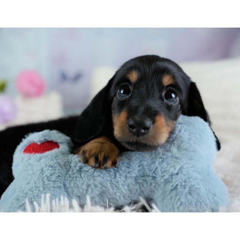 販売中の埼玉県のカニンヘンダックスフンド(ロングヘアード)-433321の10枚目