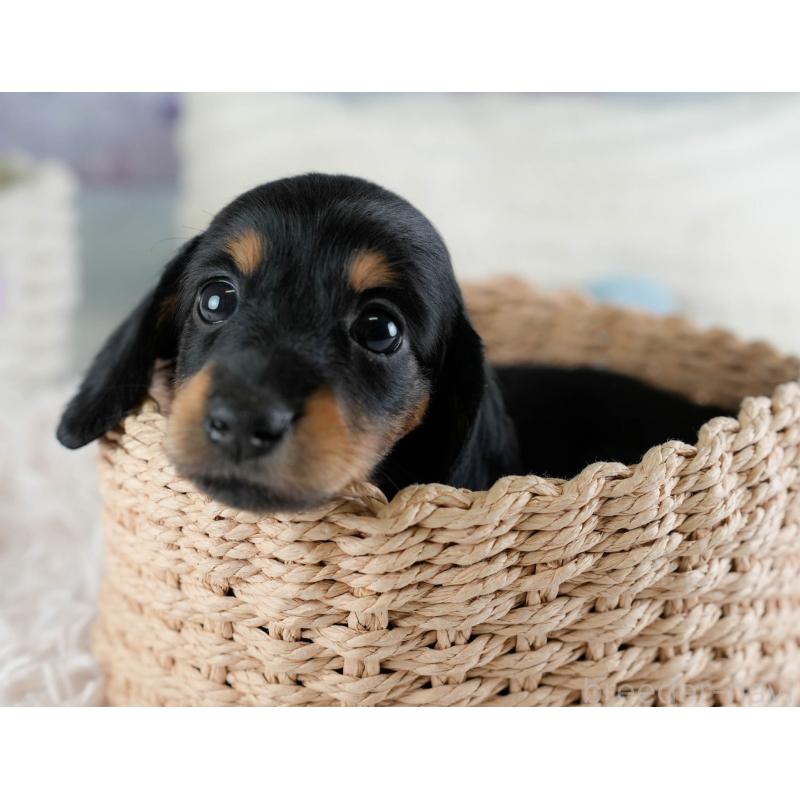 販売中の埼玉県のカニンヘンダックスフンド(ロングヘアード)-433321の9枚目