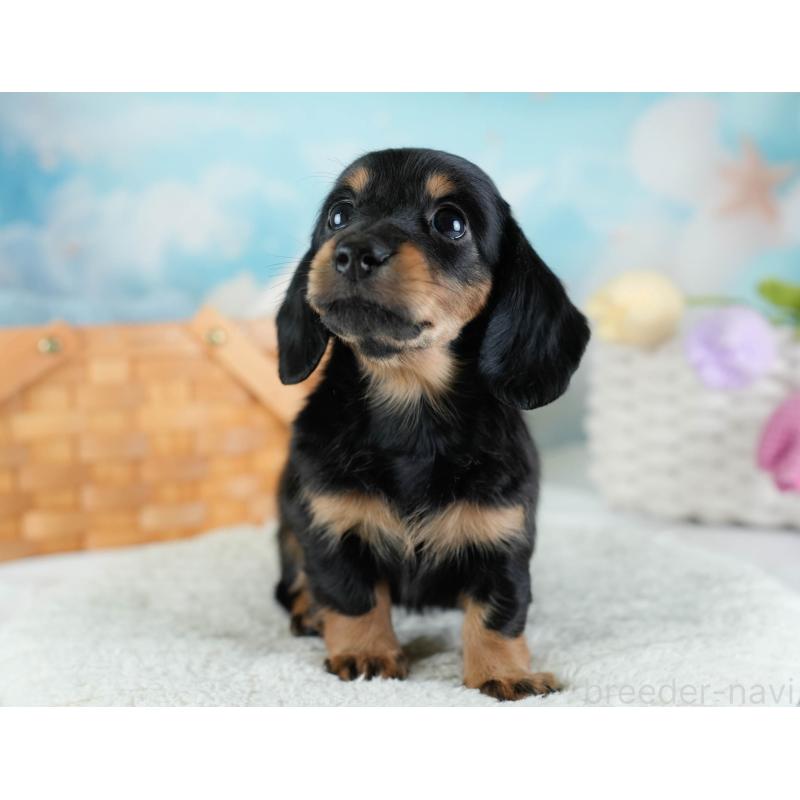 販売中の埼玉県のカニンヘンダックスフンド(ロングヘアード)-433321の8枚目