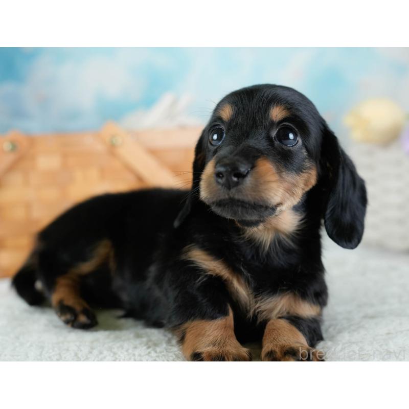 販売中の埼玉県のカニンヘンダックスフンド(ロングヘアード)-433321の7枚目